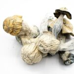 Lyophilized Blue Pulaski Magic Mushrooms